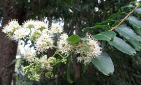 Image result for Galpinia transvaalica