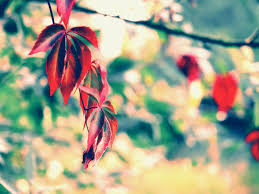A Place For Free Hd Wallpapers Desktop Wallpapers Photography Wallpapers Background For Photography Photography Wallpaper Digital Backgrounds Pexels — beautiful free photos contributed by our talented community. desktop wallpapers