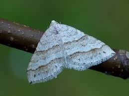 Image result for Mesotype parallelolineata