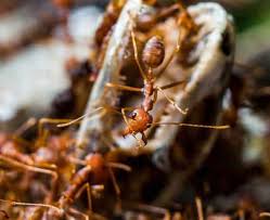 Our combinations of chemical and. Best Residential Home Pest Control Services San Antonio