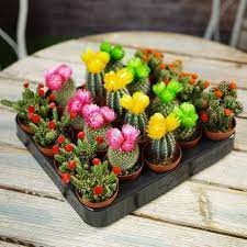 Spike our small cactus is the perfect plant for beginners and busy londoners. Mini Cactus Plant At Rs 200 Piece Thirumullaivoyal Chennai Id 19444453562