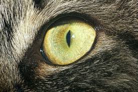 Management of a large eyelid mast cell tumor in a cat ann hohenhaus, dvm diplomate acvim (oncology and internal medicine). Eyelid Tumors In Cats Symptoms Causes Diagnosis Treatment Recovery Management Cost