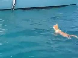 All cats have the potential to enjoy playing with water, and even swimming, if they have lots of opportunities to have fun with water can cats swim in a pool? Cat Can Swim Swimming Cat Moment Youtube