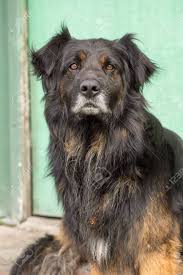 Afghan hound is one of the oldest existing dog black russian terrier: Black And Brown Long Haired Dog With Green Background Stock Photo Picture And Royalty Free Image Image 78645207