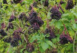 Where your shade comes from is as important as the type of shade you have, explains isara ongwiseth, lead designer at formla landscaping. 15 Best Fruit Trees And Berries That Grow In The Shade