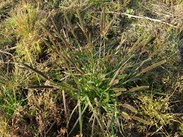 Image result for Sacciolepis indica