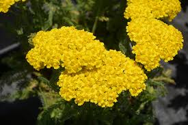 Image result for Achillea millefolium