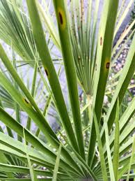 Pilz Befall An Palme In 2020 Palmen Fliegen In Blumenerde Schadlinge