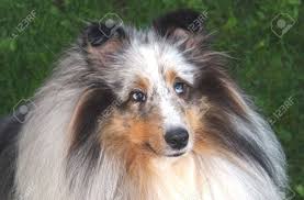 Blue merle white & tan. Blue Merle Shetland Sheepdog Lizenzfreie Fotos Bilder Und Stock Fotografie Image 3298704