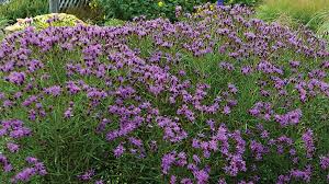 Image result for Vernonia turbinella