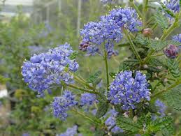 Image result for Cyanotis sp. aff. C. lapidosa