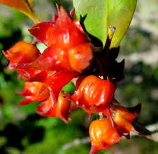 Image result for Pterocelastrus