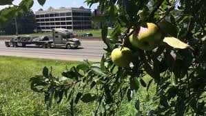 Every bud on a tree is regarded as a potential flower bud; Atlanta Food Tree Map Modern Melanin
