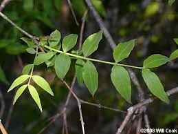 Image result for Bussea xylocarpa