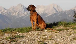 Check spelling or type a new query. Unsere Jagdhunde Xxii Der Bayerische Gebirgsschweisshund Hund