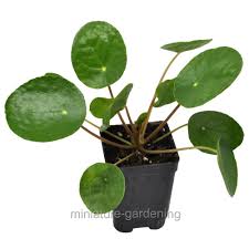 Pilea Peperomioides Chinese Money Plant Incl Heat Pack Walmart Com Walmart Com Money plant can be propagated and grown easily from cuttings in water in a pot or soil if you lunaria money plants are not a common sight in the garden but their care is fairly simply for those who want to take advantage of their interesting traits. walmart