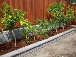 For your potted apple tree, choose a sunny location but less windy. Backyard Farming Your Backyard Farm Backyard Plants Small Backyard Gardens Backyard Farming