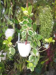 Maybe you would like to learn more about one of these? Hooked On Hoya Cubit Hoya Talk Forum White Leaves And Growth Stop