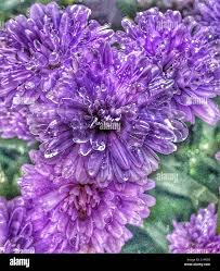 Purple Henry aster flowers with water droplets, Symphyotrichum novi-belgii  Stock Photo
