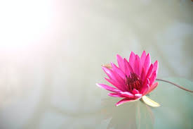Find images of lotus flower background. 80 000 Best Lotus Flower Photos 100 Free Download Pexels Stock Photos