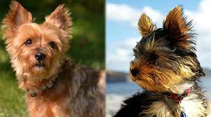 We did not find results for: Silky Terrier Vs Yorkshire Terrier Differences And Similarities