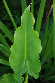flickriver searching for photos matching calla lily leaves lily painting lilies drawing lily plants