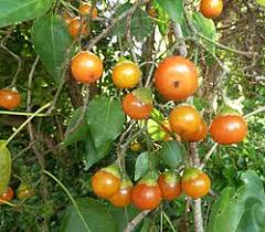 Image result for Cordia mukuensis