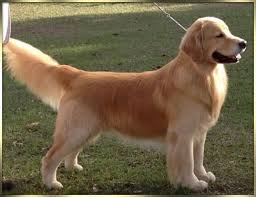 Golden Retriever Haircut Styles Related Post Are Golden Retrievers Becoming More Aggressive The Gol Golden Retriever Grooming Retriever Golden Retriever
