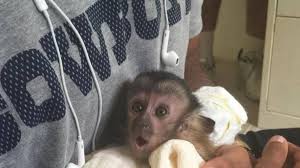 Female capuchin monkey for sale. Case Closed Dez Bryant S Pet Monkey No Longer In Desoto Fort Worth Star Telegram