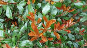 Planting, pruning and caring for them are steps that help enhance blooming and growth of. How To Grow Photinia Red Robin The Garden Of Eaden