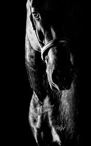 Beautiful Black And White Horse Photography Words Can T Describe How Much I Love Horses Or How Strong Brave Beautiful And Just Amazing They Are 3 Horses Horse Photography Horse Portrait