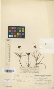 Image result for Chassalia umbraticola