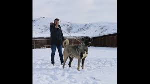 Kangal Ciftliginden Herkul Youtube