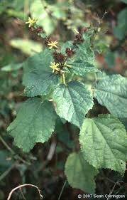 Image result for Triumfetta digitata