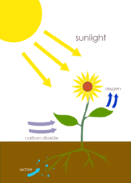 O2 is a product of photosynthesis and an atmospheric component that also moves through the stomata. Nutrition In Plants Photosynthesis Autotrophic Nutrition Videos Examples