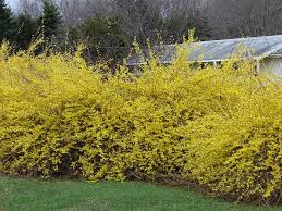 Forsythia Well Known Shrub From Eurasia Is Associated With The American Garden Because It Does Well Here Especially In The Cooler C Garden Shrubs Trees To Plant Garden