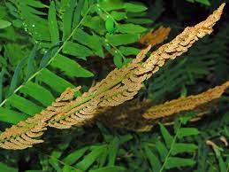 Image result for Osmundaceae