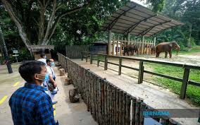 At melaka zoo (malacca zoo) lives 5 elephants with records in this database: Bernama Zoo Melaka Reopens With Min Rm5 Ticket Price Max 500 People Per Session