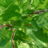 Image result for puklice švestková obrázek