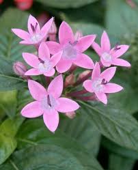 Image result for Pentas bussei