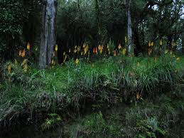 Image result for Kniphofia thomsonii