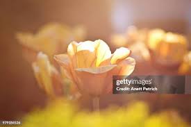 125 Petrich Stock Photos, High-Res Pictures, and Images