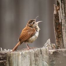 Carolina wren on perch in natural setting. Carolina Wren Pictures Download Free Images On Unsplash