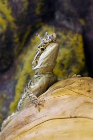 Bearded Dragon Care Sheet A Complete Guide For Beginners