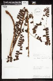 Image result for Athyrium lewalleanum