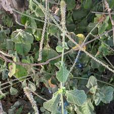 Image result for Amaranthaceae