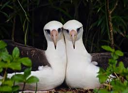 Albatross of Kauai, Their style and Story - Marin Audubon Society