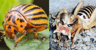 What Do Potato Bugs Eat How To Get Rid Of Potato Bugs