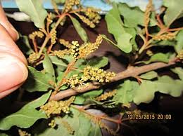 Image result for Combretum imberbe