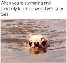 There Is Nothing More Terrifying Funny Animal Jokes Animal Jokes Funny Dog Memes